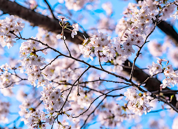 さくらまつりのイメージ画像